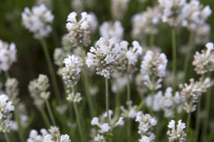 Levandule úzkolistá 'Arctic Snow' - Lavandula angustifolia 'Arctic Snow'