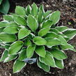 Bohyška 'Carol' - Hosta fortunei 'Carol'