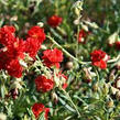 Devaterník 'Rubin' - Helianthemum 'Rubin'