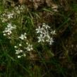 Šater svazčitý - Gypsophila fastigiata