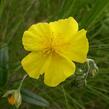 Devaterník velkokvětý tmavý - Helianthemum grandiflorum ssp.obscurum