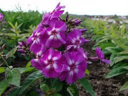 Plamenka latnatá 'Purple Kiss' - Phlox paniculata 'Purple Kiss'