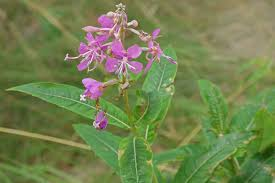 Vrbovka úzkolistá - Epilobium angustifolium