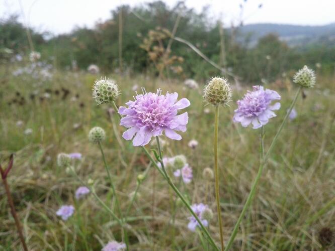 Hlaváč šedavý - Scabiosa canescens