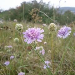 Hlaváč šedavý - Scabiosa canescens