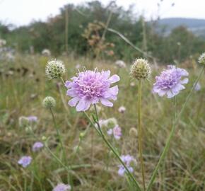 Hlaváč šedavý - Scabiosa canescens