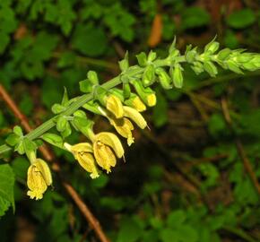 Šalvěj lepkavá - Salvia glutinosa