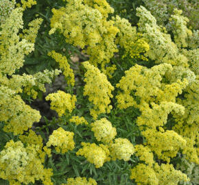 Zlatobýl kanadský 'Little Lemon' - Solidago canadensis 'Little Lemon'