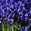 Kosatec síťkovaný 'Harmony' - Iris reticulata 'Harmony'