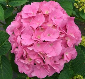 Hortenzie velkolistá 'Rosita' - Hydrangea macrophylla 'Rosita'