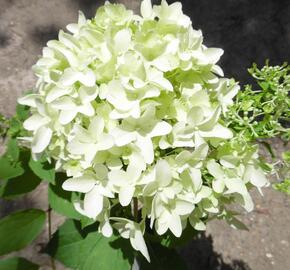 Hortenzie latnatá 'Skyfall' - Hydrangea paniculata 'Skyfall'