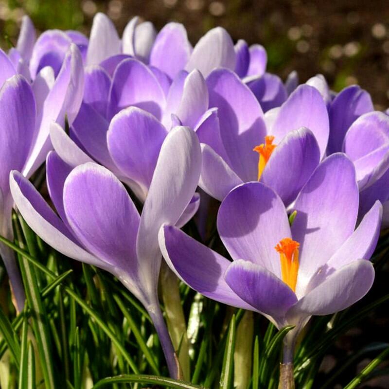 Krokus, šafrán 'Vanguard' - Crocus vernus 'Vanguard'