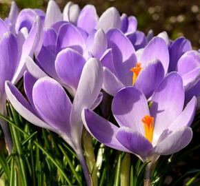 Krokus, šafrán 'Vanguard' - Crocus vernus 'Vanguard'