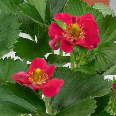 Jahodník stáleplodící 'Ariba Red' F1 - Fragaria ananassa 'Ariba Red' F1