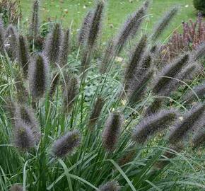 Dochan psárkovitý 'Black Beauty' - Pennisetum alopecuroides 'Black Beauty'