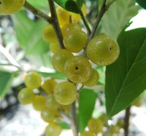 Hlošina okoličnatá 'Fortunella' - Elaeagnus umbellata 'Fortunella'