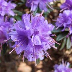 Pěnišník obtížený 'Select' - Rhododendron impeditum 'Select'