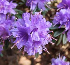 Pěnišník obtížený 'Select' - Rhododendron impeditum 'Select'