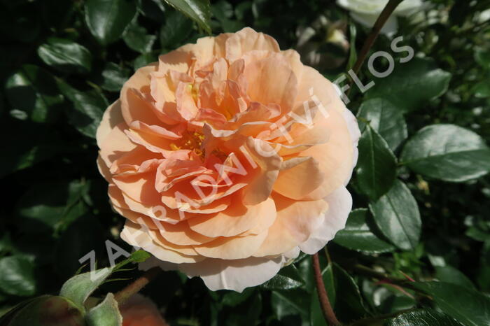 Růže mnohokvětá Kordes 'Sangerhäuser Jubiläums-Rose' ('Cervia') - Rosa MK 'Sangerhäuser Jubiläums-Rose' ('Cervia')