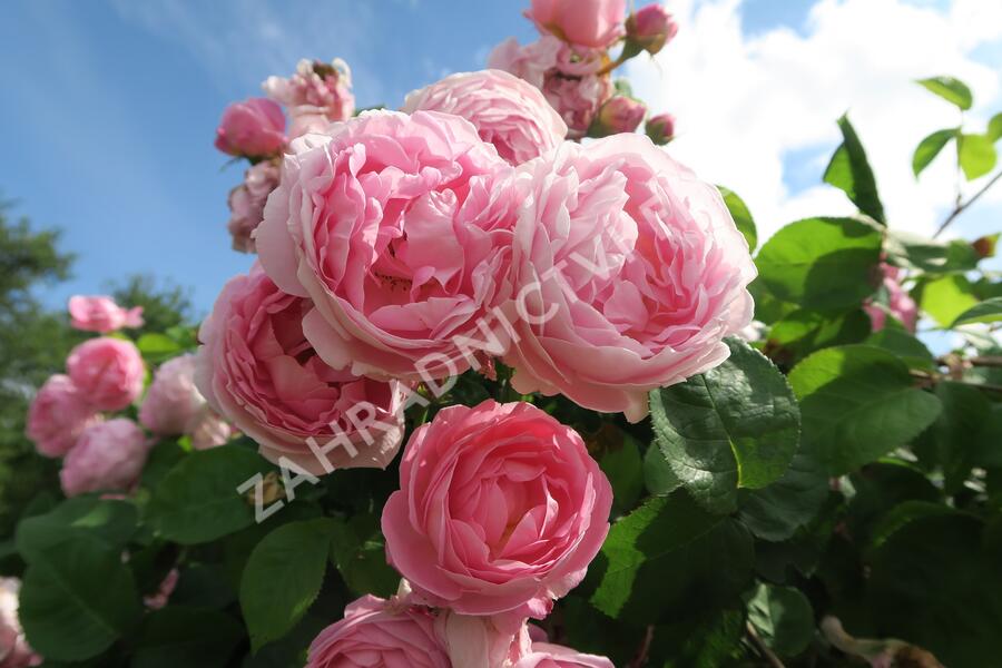 Anglická pnoucí růže Davida Austina 'Constance Spry' - Rosa PN 'Constance Spry'