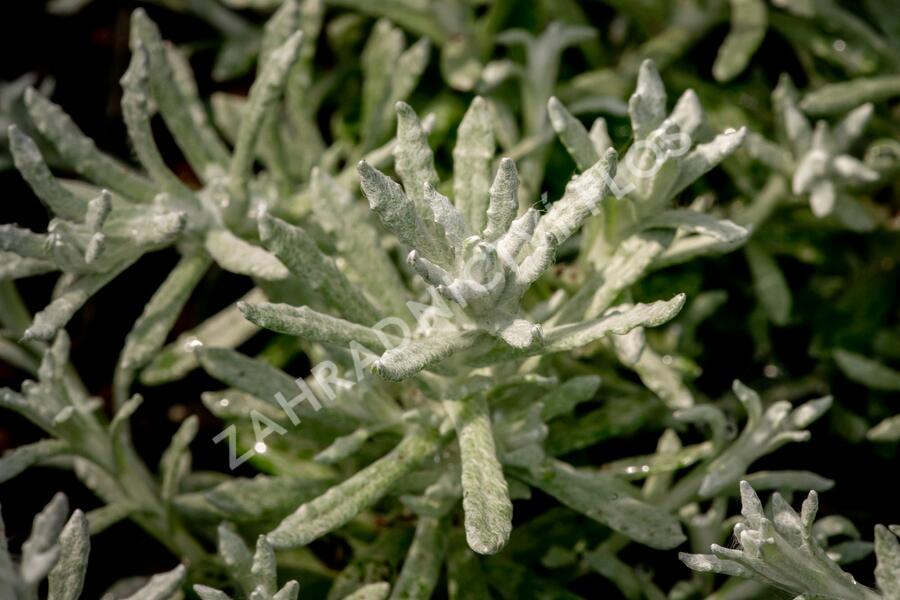 Smil italský 'Silvio Bushy' - Helichrysum italicum 'Silvio Bushy'