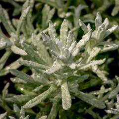 Smil italský 'Silvio Bushy' - Helichrysum italicum 'Silvio Bushy'