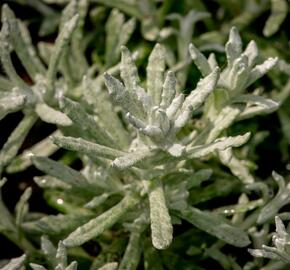 Smil italský 'Silvio Bushy' - Helichrysum italicum 'Silvio Bushy'