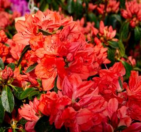 Azalka japonská 'Orange Beauty' - Azalea japonica 'Orange Beauty'