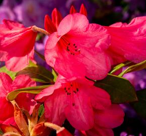 Pěnišník 'Winsome' - Rhododendron 'Winsome'