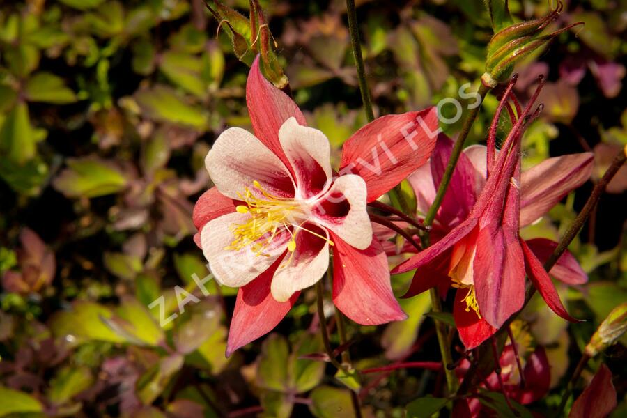 Orlíček 'Origami Red White' - Aquilegia caerulea 'Origami Red White'