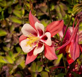 Orlíček 'Origami Red White' - Aquilegia caerulea 'Origami Red White'