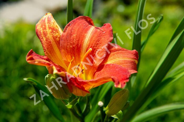 Denivka 'Red Rum' - Hemerocallis 'Red Rum'