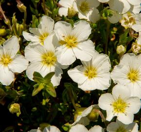 Písečnice horská 'Blizzard Compact' - Arenaria montana 'Blizzard Compact'