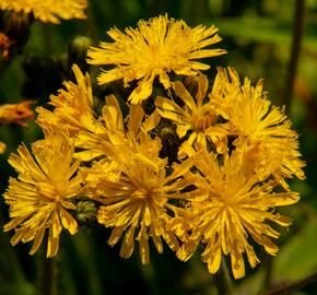 Jestřábník huňatý - Hieracium villosum