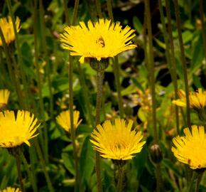 Helianthus deals table mountain