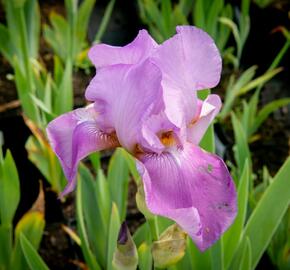 Kosatec německý 'Lavanesque' - Iris barbata-elatior 'Lavanesque'