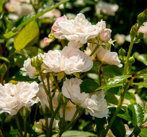 Růže půdopokryvná 'Crystal Fairy' - Rosa PK 'Crystal Fairy'