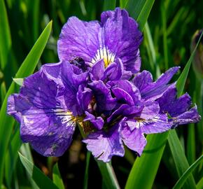 Kosatec sibiřský 'Bundle Of Joy' - Iris sibirica 'Bundle Of Joy'