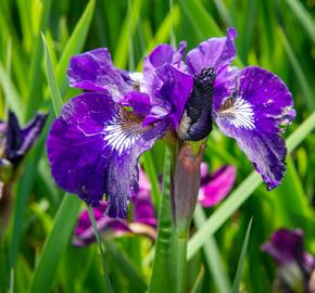 Kosatec sibiřský 'Roaring Jelly' - Iris sibirica 'Roaring Jelly'