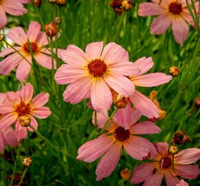 Krásnoočko 'Shades of Rose' - Coreopsis rosea 'Shades of Rose'