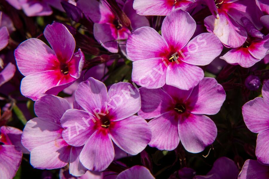 Plamenka latnatá 'Early Purple Pink Eye' - Phlox paniculata 'Early Purple Pink Eye'