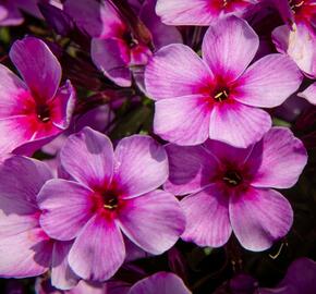 Plamenka latnatá 'Early Purple Pink Eye' - Phlox paniculata 'Early Purple Pink Eye'