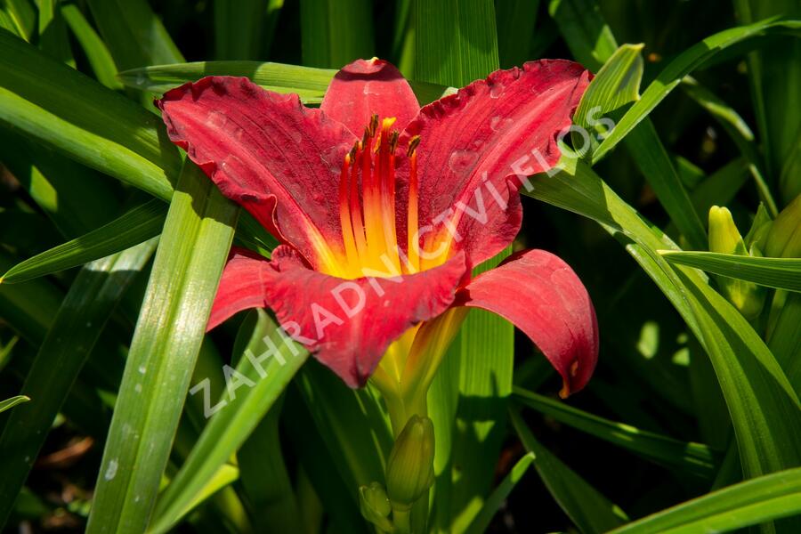 Denivka 'Pardon Me' - Hemerocallis 'Pardon Me'