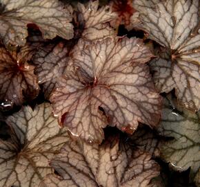 Dlužicha 'Milan' - Heuchera hybrida 'Milan'