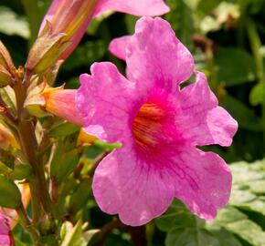 Dvojostnice - Incarvillea delavayi