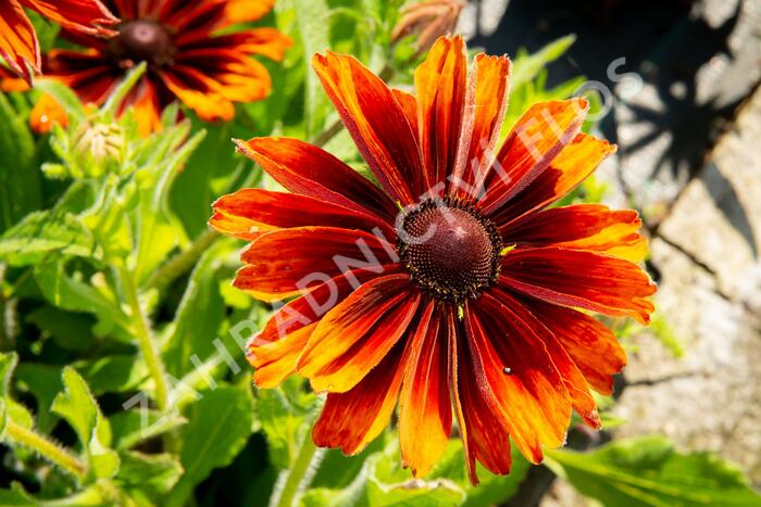 Třapatka srstnatá 'Capucino' - Rudbeckia hirta 'Capucino'