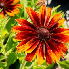 Třapatka srstnatá 'Capucino' - Rudbeckia hirta 'Capucino'