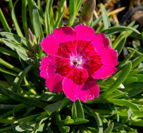 Hvozdík 'Pillow Purple' - Dianthus 'Pillow Purple'