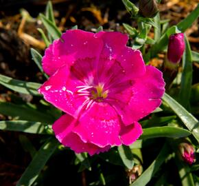 Hvozdík 'Pillow Magenta' - Dianthus 'Pillow Magenta'