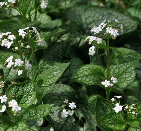 Pomněnkovec velkolistý 'Mr. Morse' - Brunnera macrophylla 'Mr. Morse'